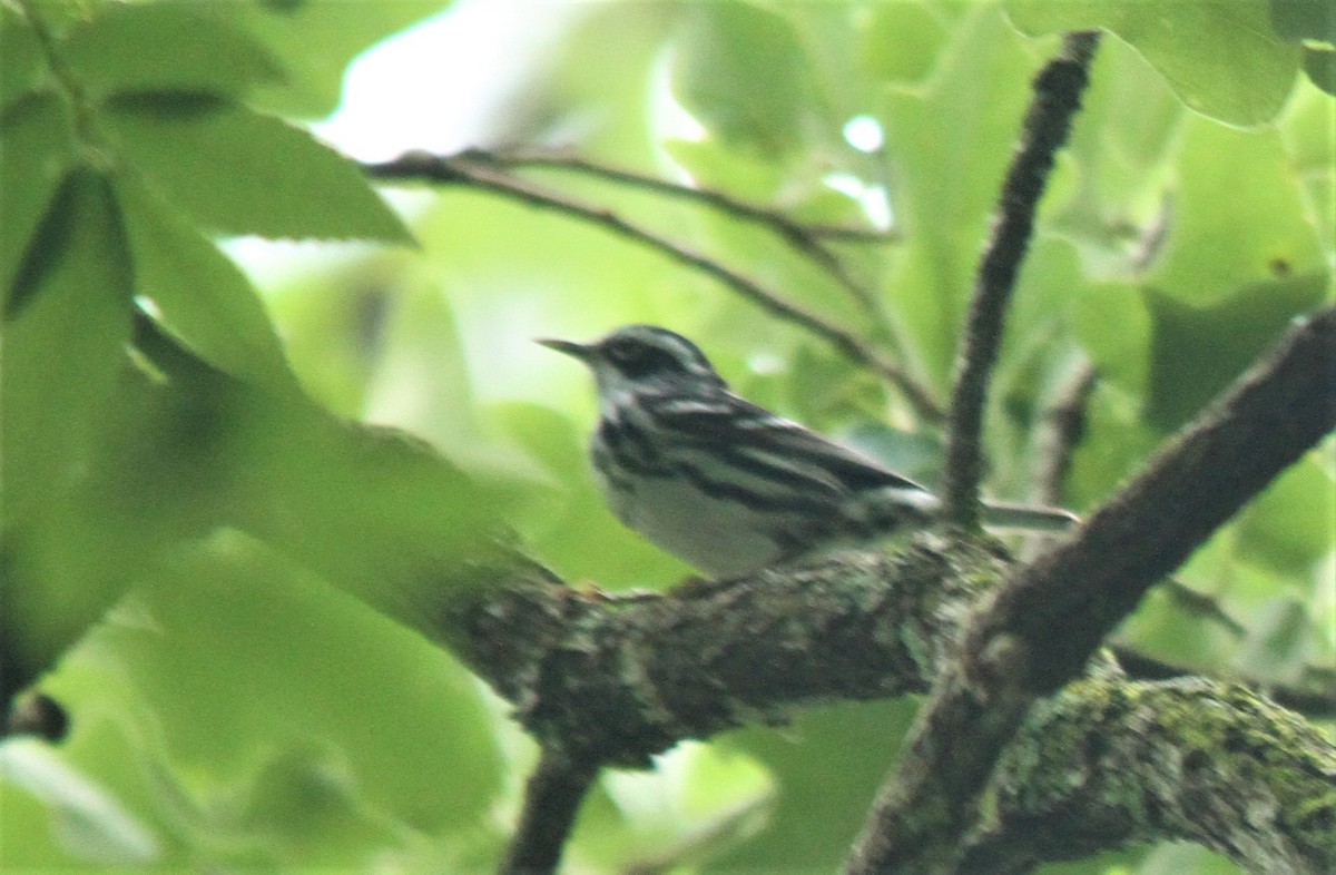 Black-and-white Warbler - ML157667221