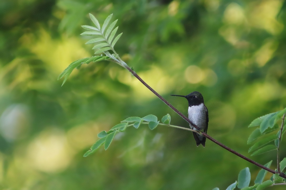 Black-chinned Hummingbird - ML157669451