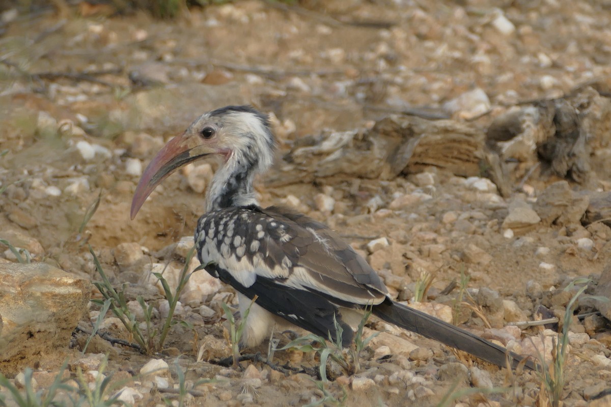 Damara Red-billed Hornbill - Peter Kaestner