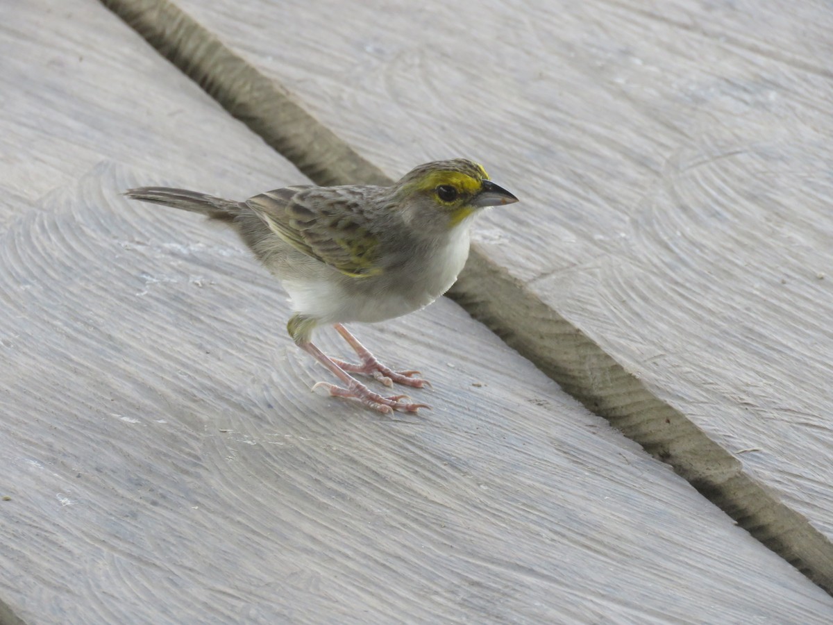Yellow-browed Sparrow - Jorge Alcalá