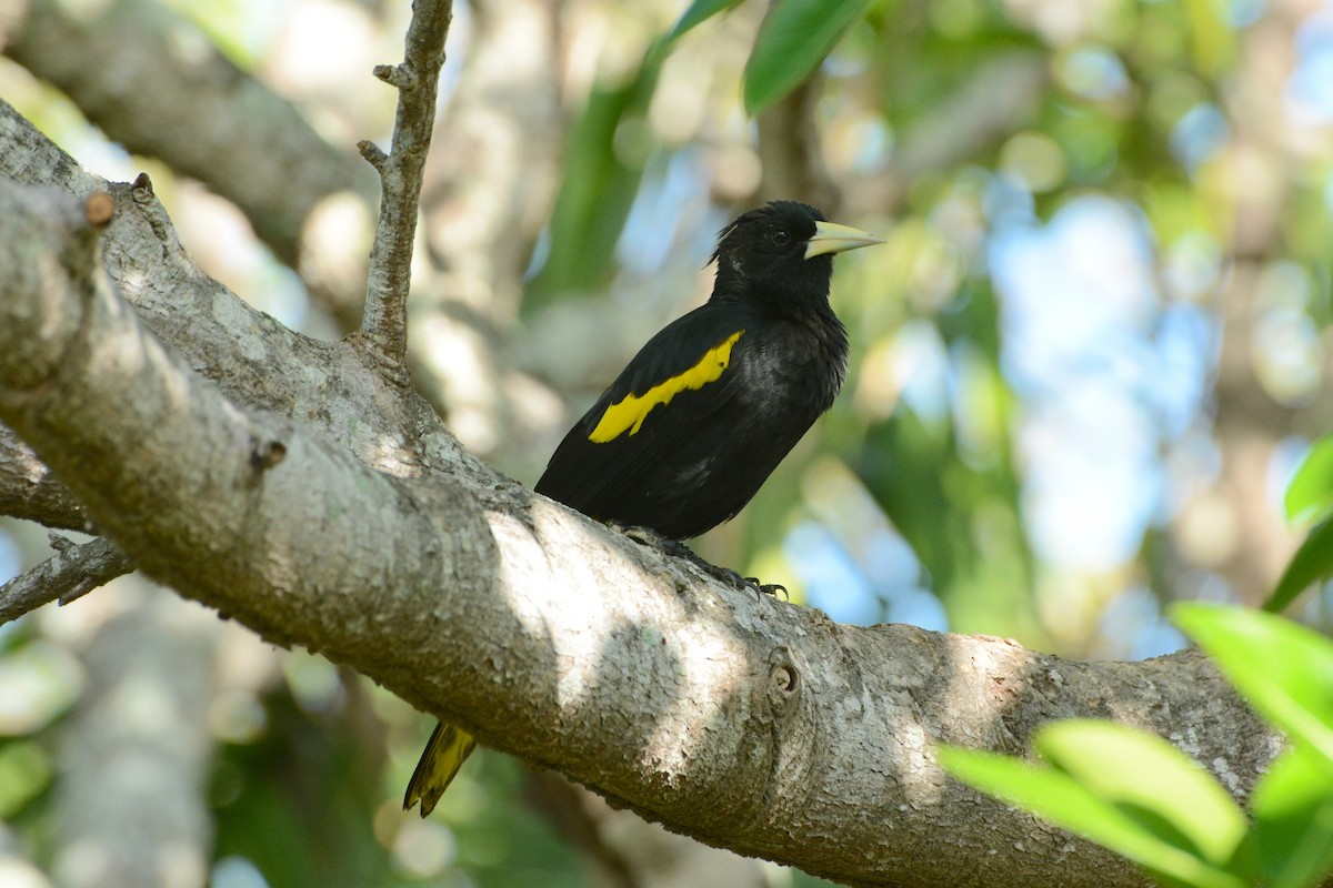 Yellow-winged Cacique - ML157672301