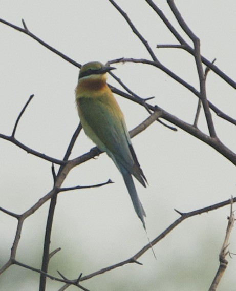 Blue-tailed Bee-eater - Ian Kerr