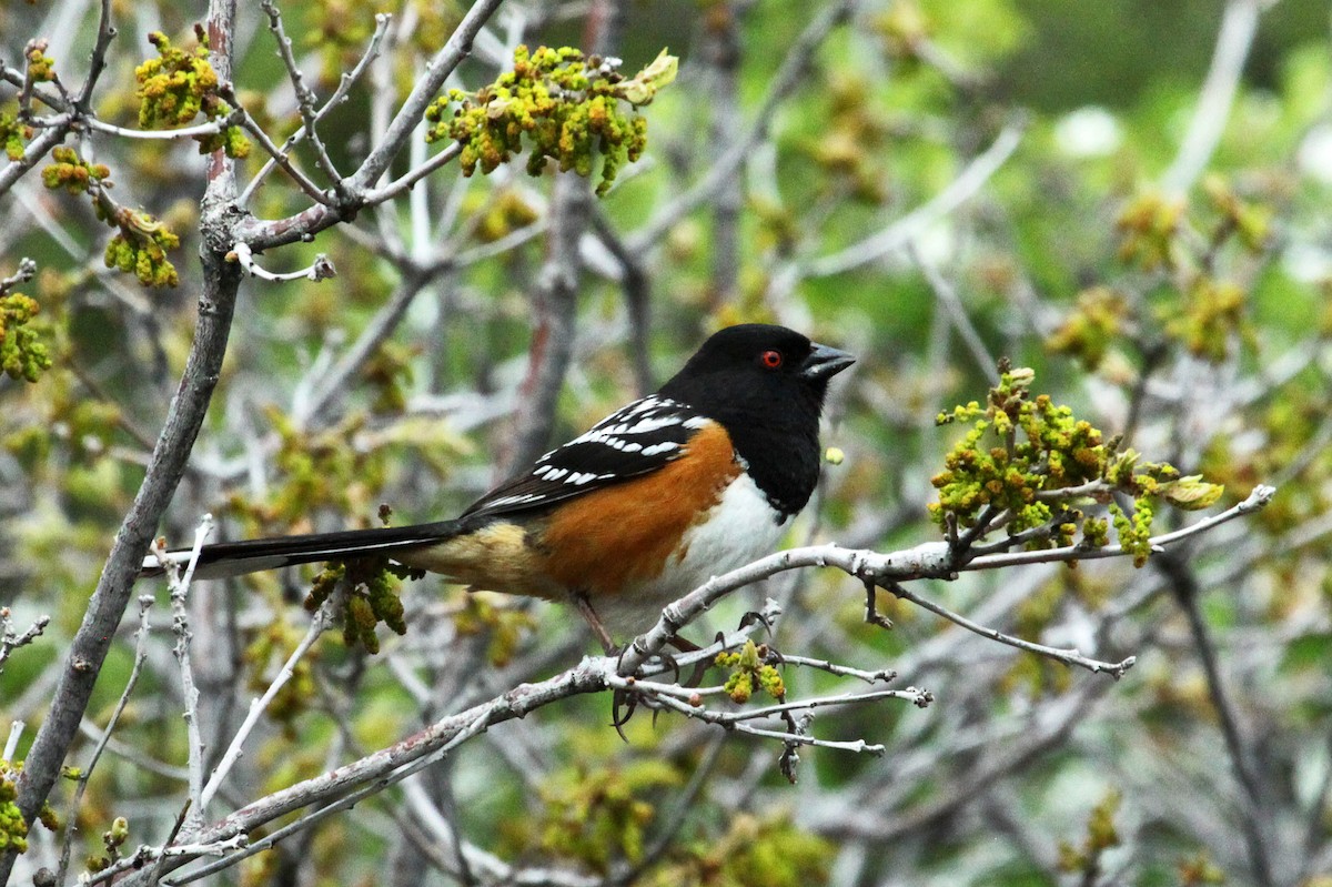 Spotted Towhee - Phil Lyon