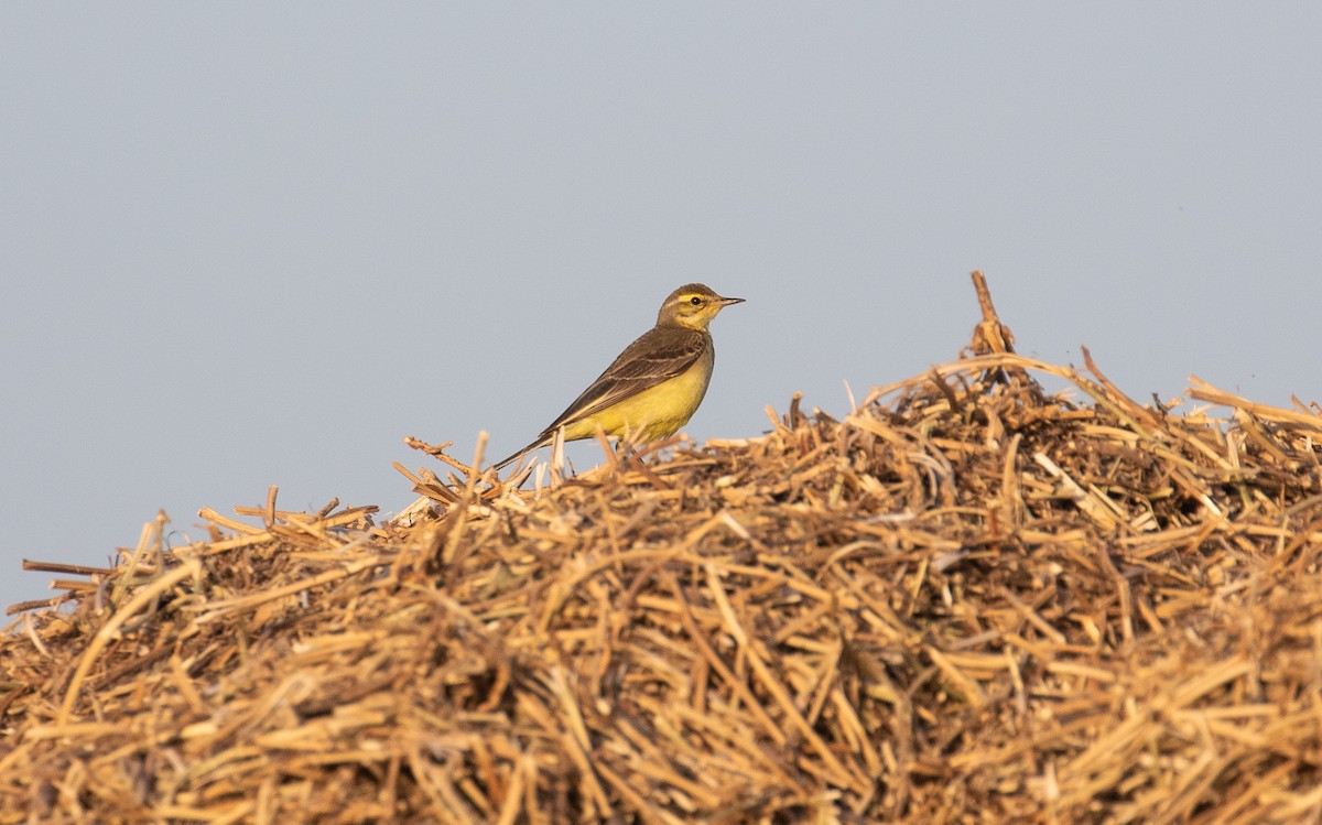 Western Yellow Wagtail - James Kennerley
