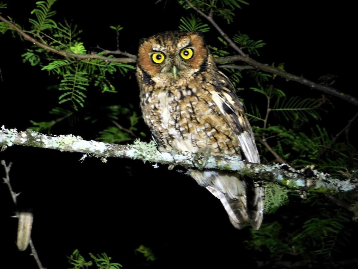 Montane Forest Screech-Owl - Nicolás Bejarano