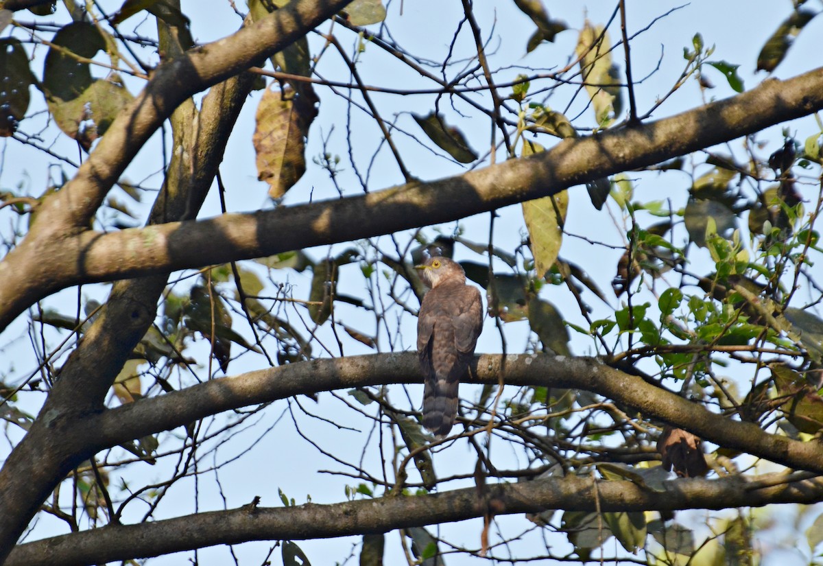 Common Hawk-Cuckoo - Malyasri Bhattacharya