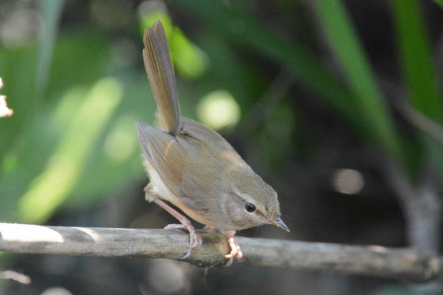 Brown-flanked Bush Warbler, Animal Database