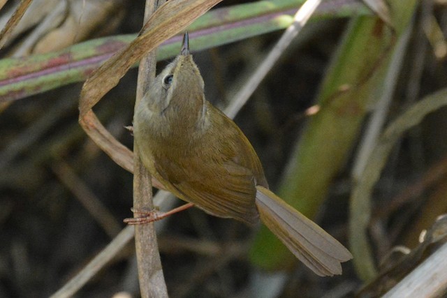 Brown-flanked Bush Warbler, Animal Database