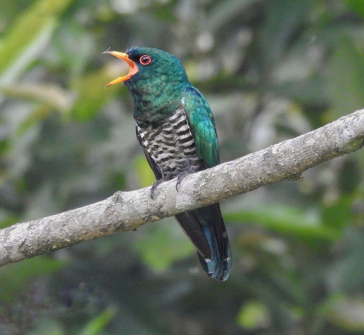 Asian Emerald Cuckoo - ML157690121