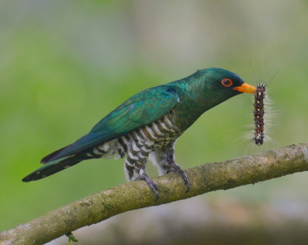 Asian Emerald Cuckoo - Anish  Bera