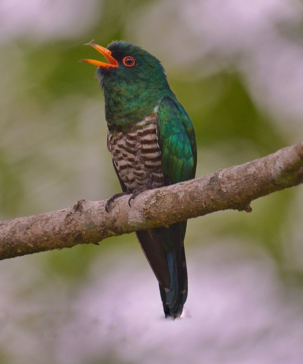 Asian Emerald Cuckoo - ML157690151
