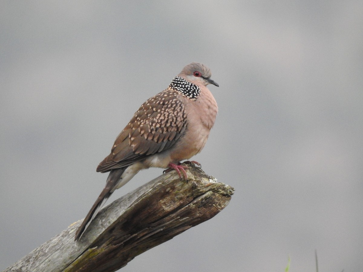 Spotted Dove - Arghya Sinha