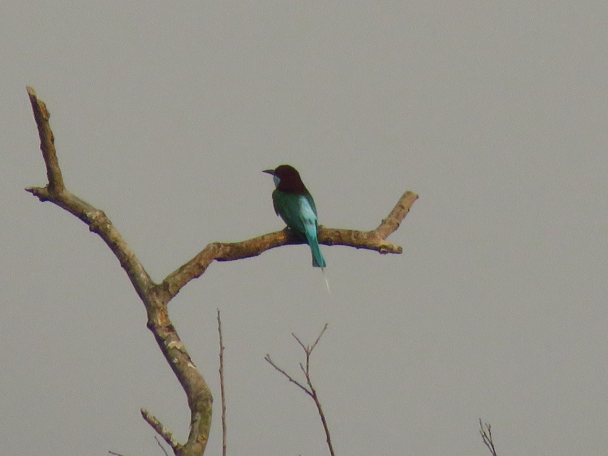 Blue-throated Bee-eater - ML157695861