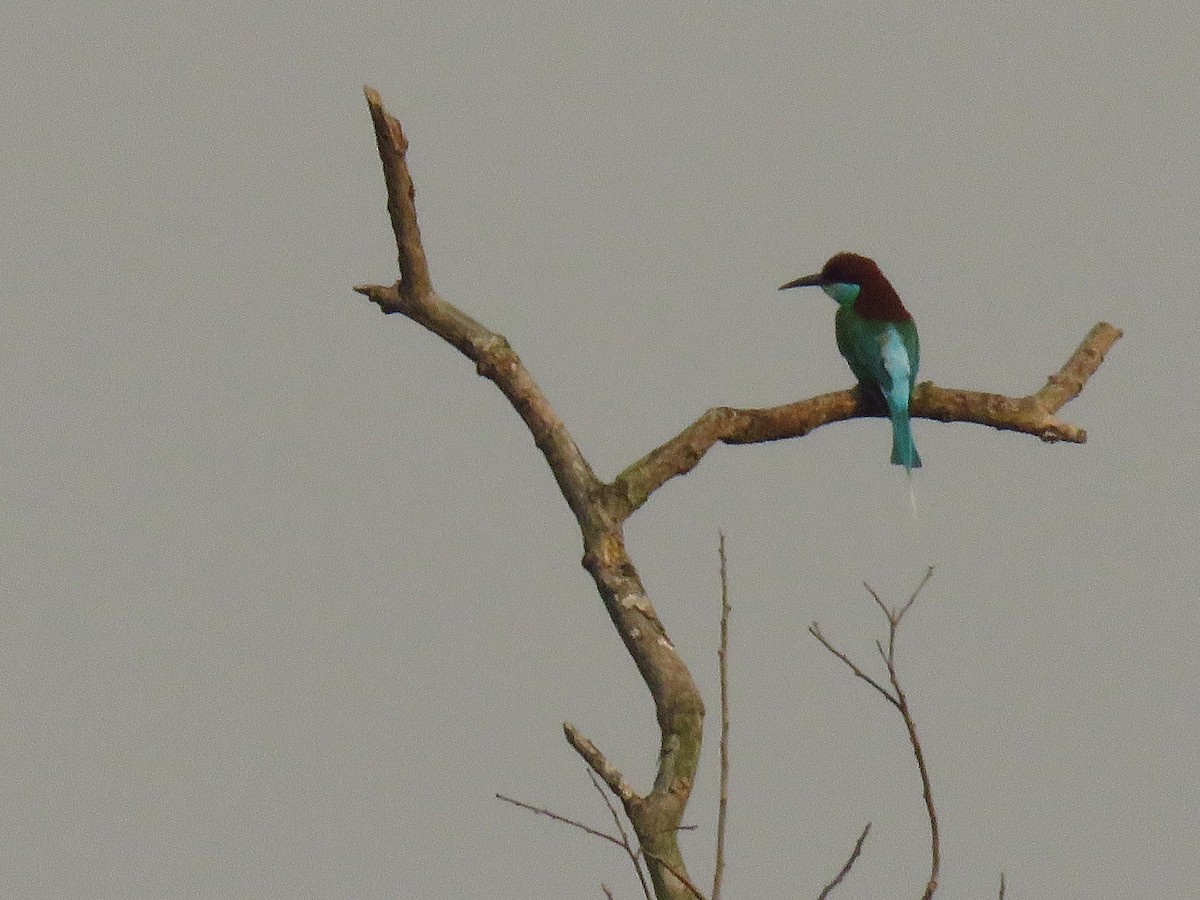 Blue-throated Bee-eater - ML157695871