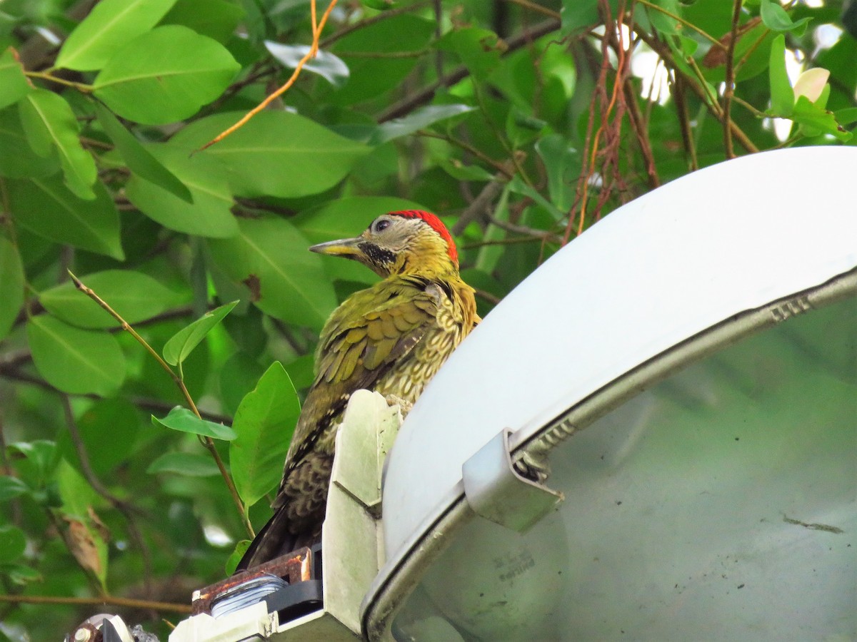Laced Woodpecker - ML157695901