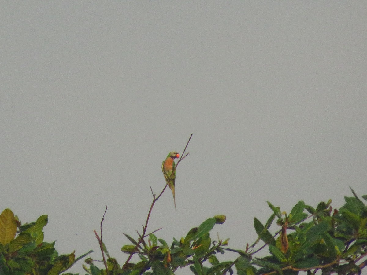 Red-breasted Parakeet - ML157695991