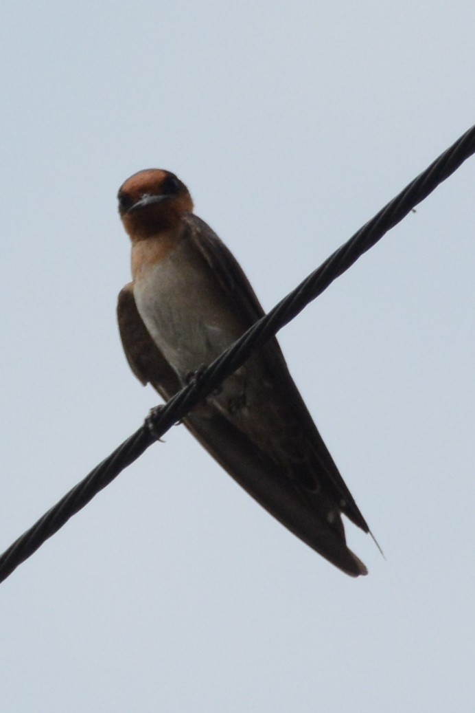 Pacific Swallow - ML157700721