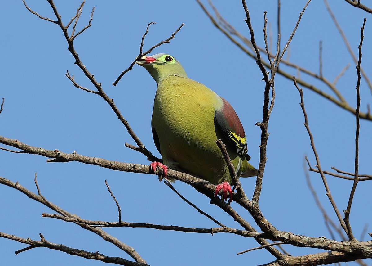 Thick-billed Green-Pigeon - Ly Lan Le Do