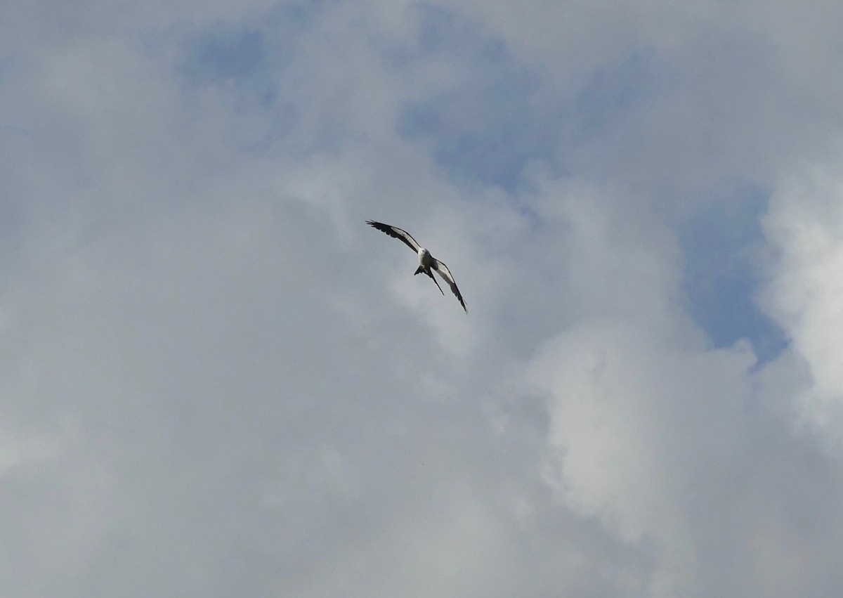 Swallow-tailed Kite - ML157702411