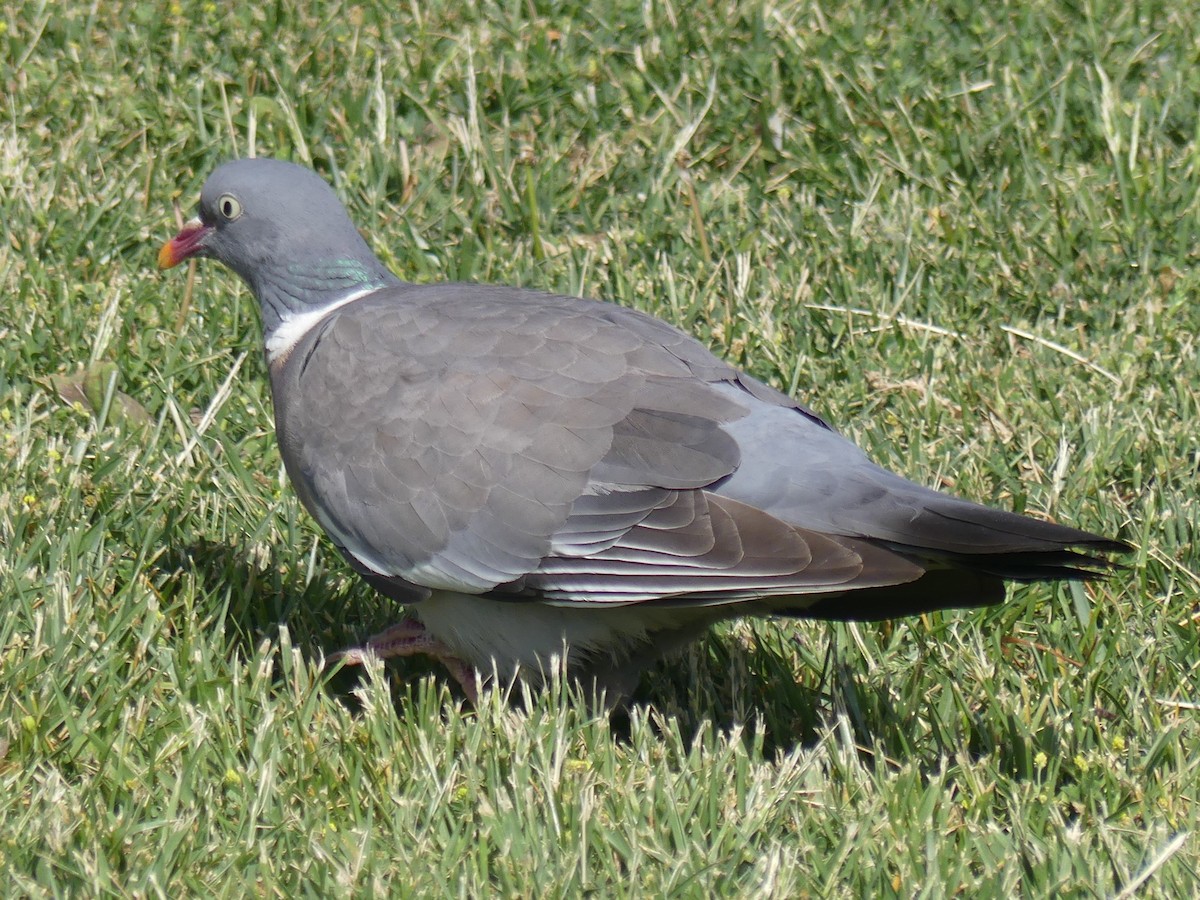 Common Wood-Pigeon - ML157702531