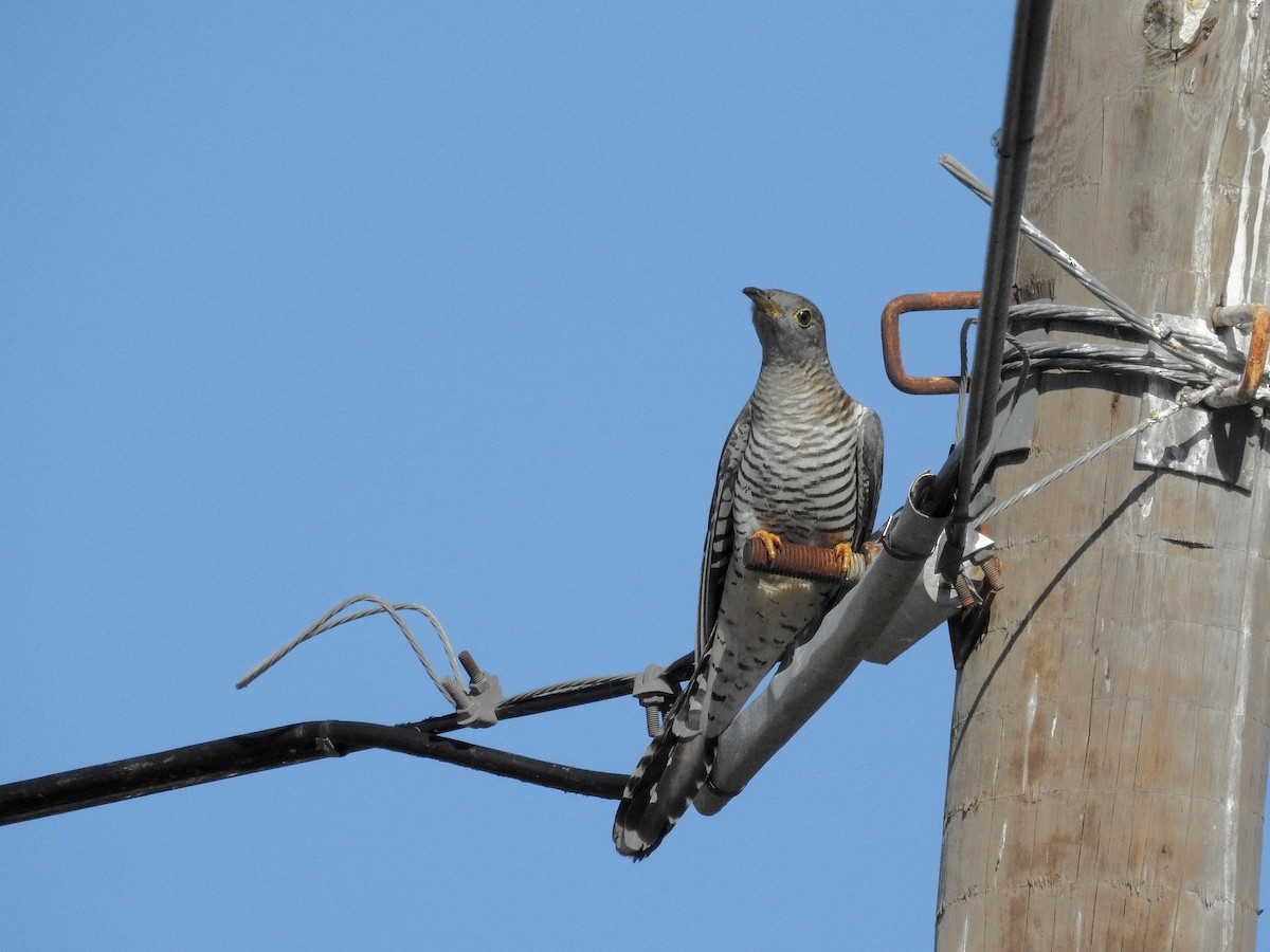 Common Cuckoo - Daniel Raposo 🦅