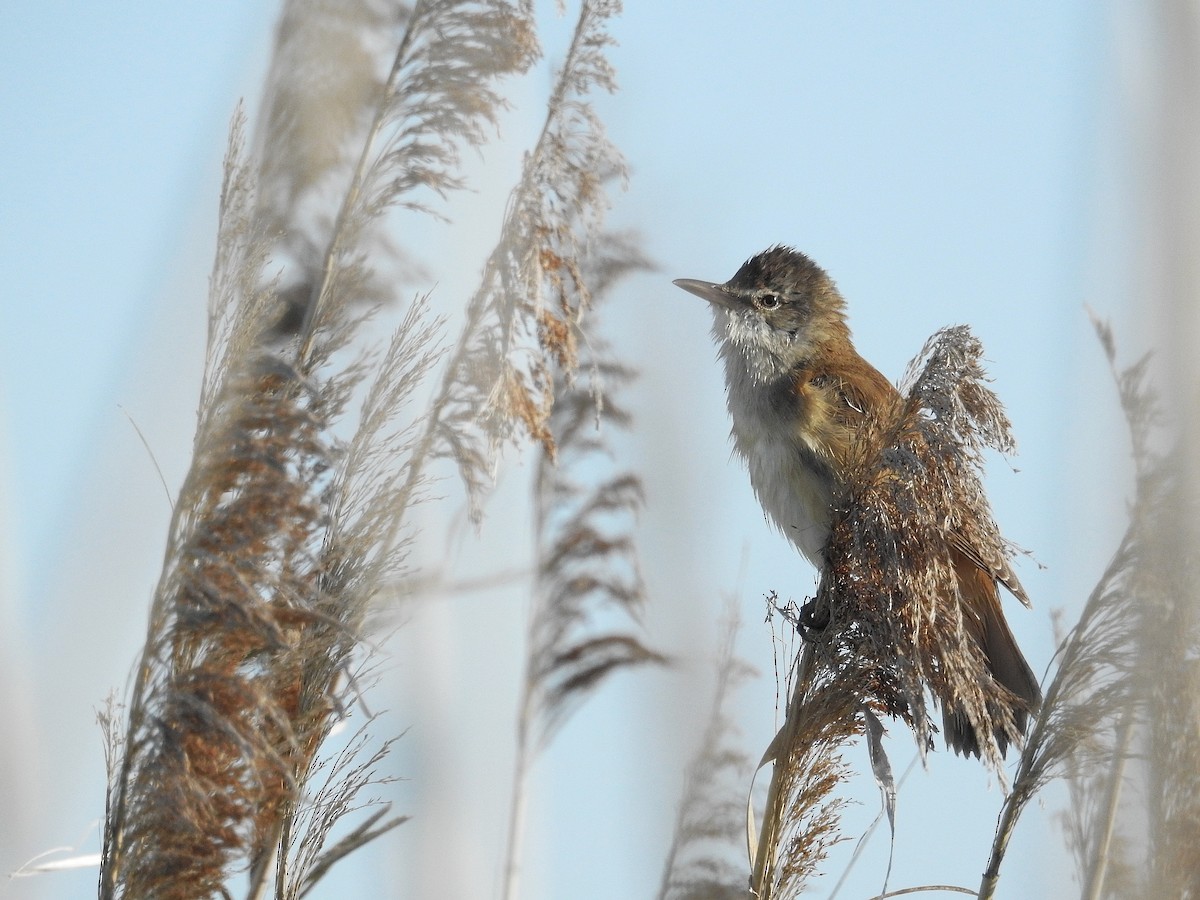 Great Reed Warbler - Daniel Raposo 🦅