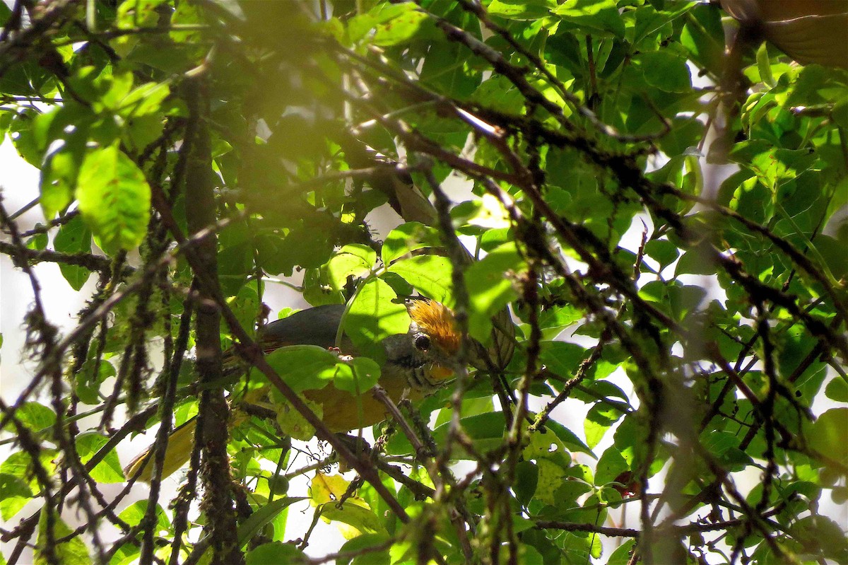 Chestnut-tailed Minla - Beena Menon