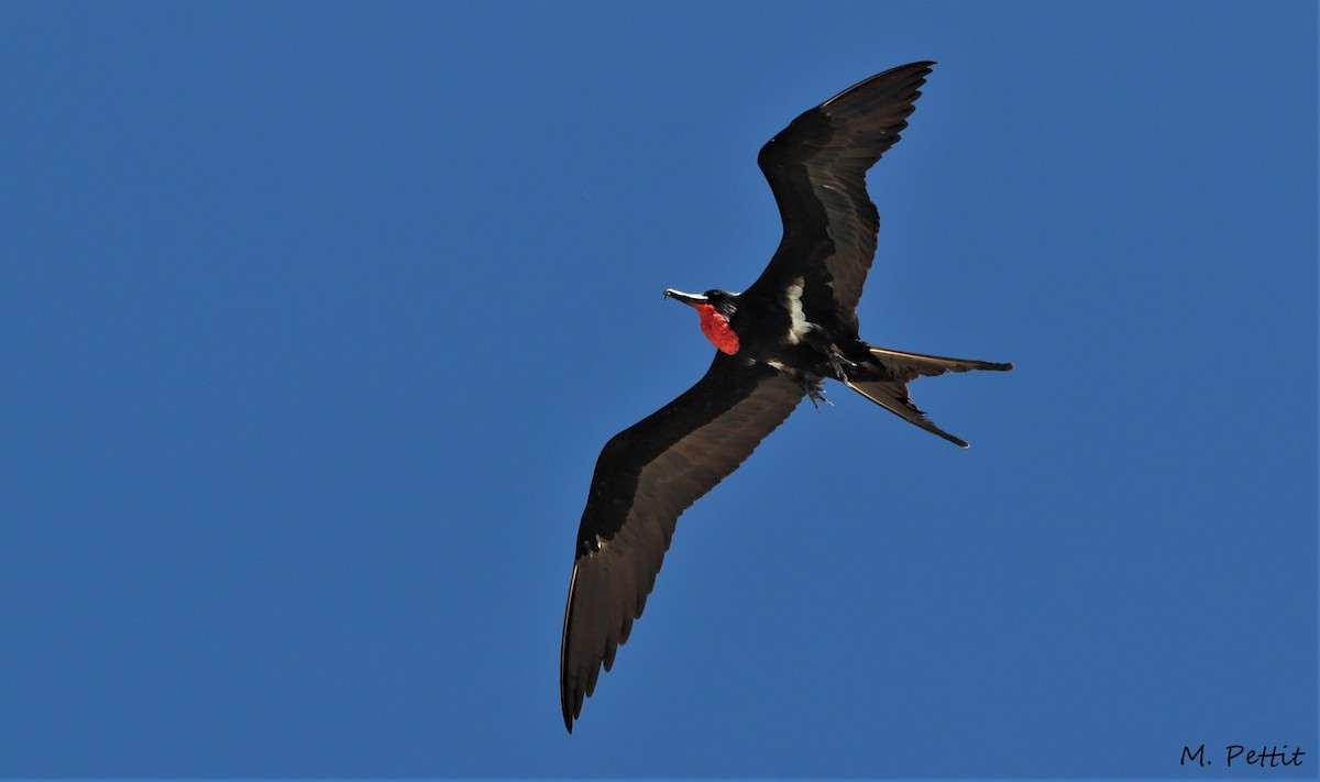 Lesser Frigatebird - Magen Pettit