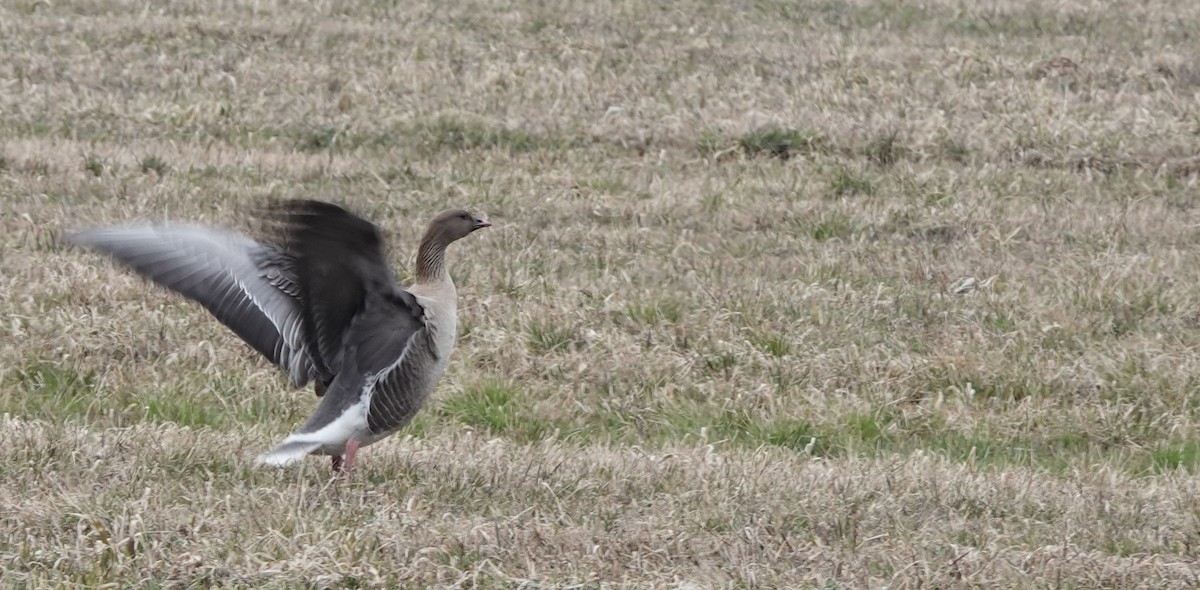 Pink-footed Goose - ML157708261