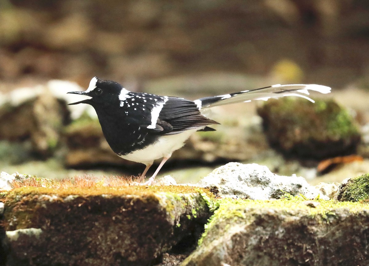 Spotted Forktail - ML157709121
