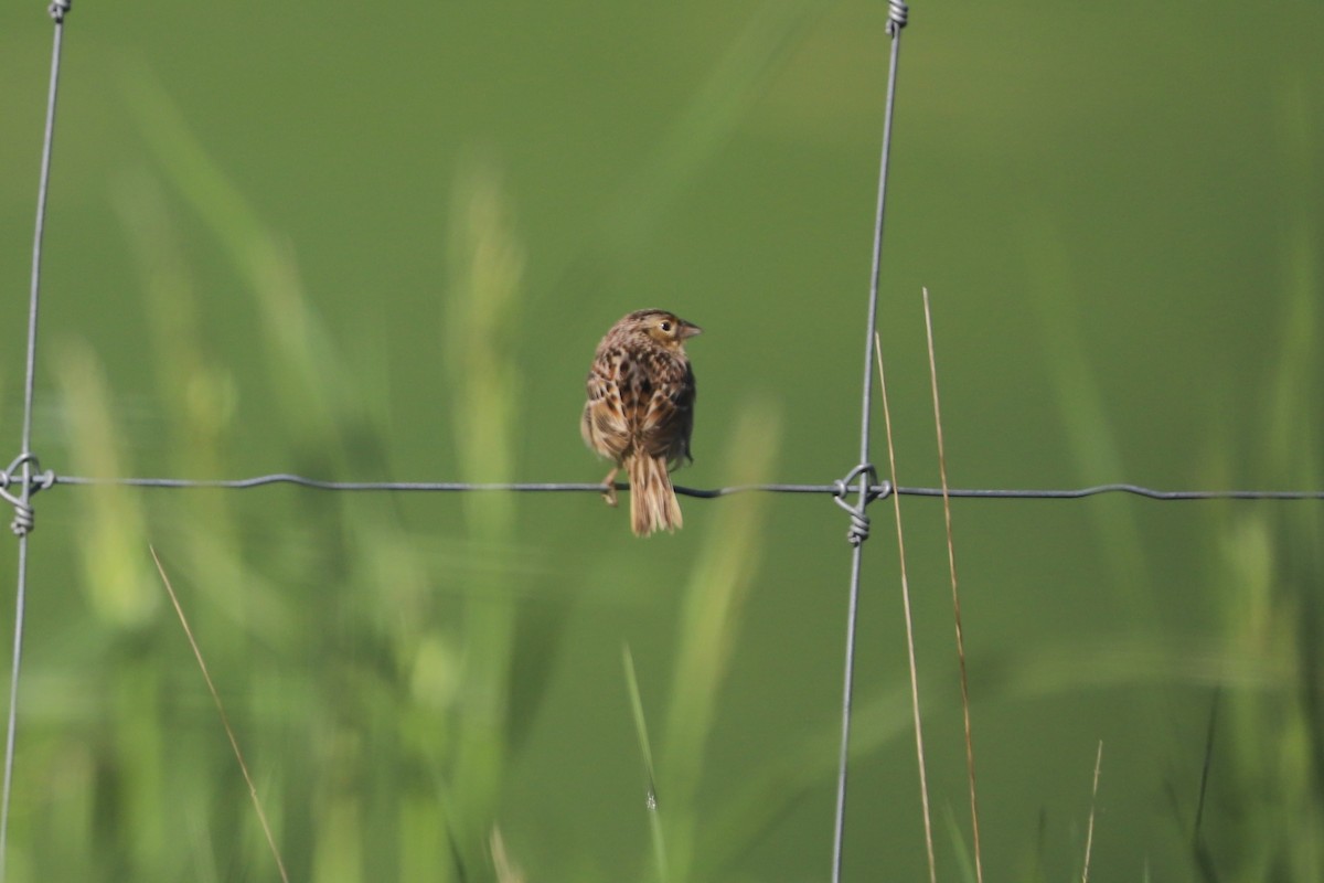 Grasshopper Sparrow - Nick Newberry