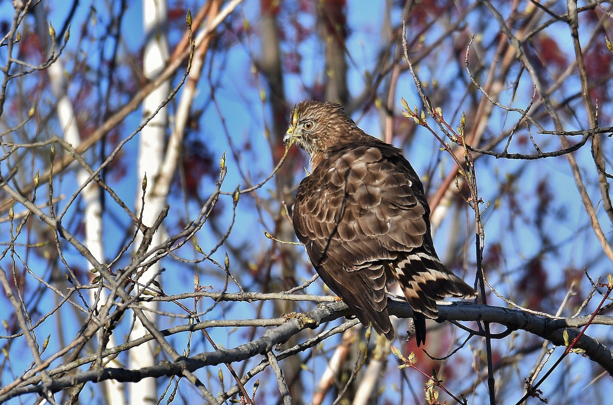Broad-winged Hawk - André Lanouette