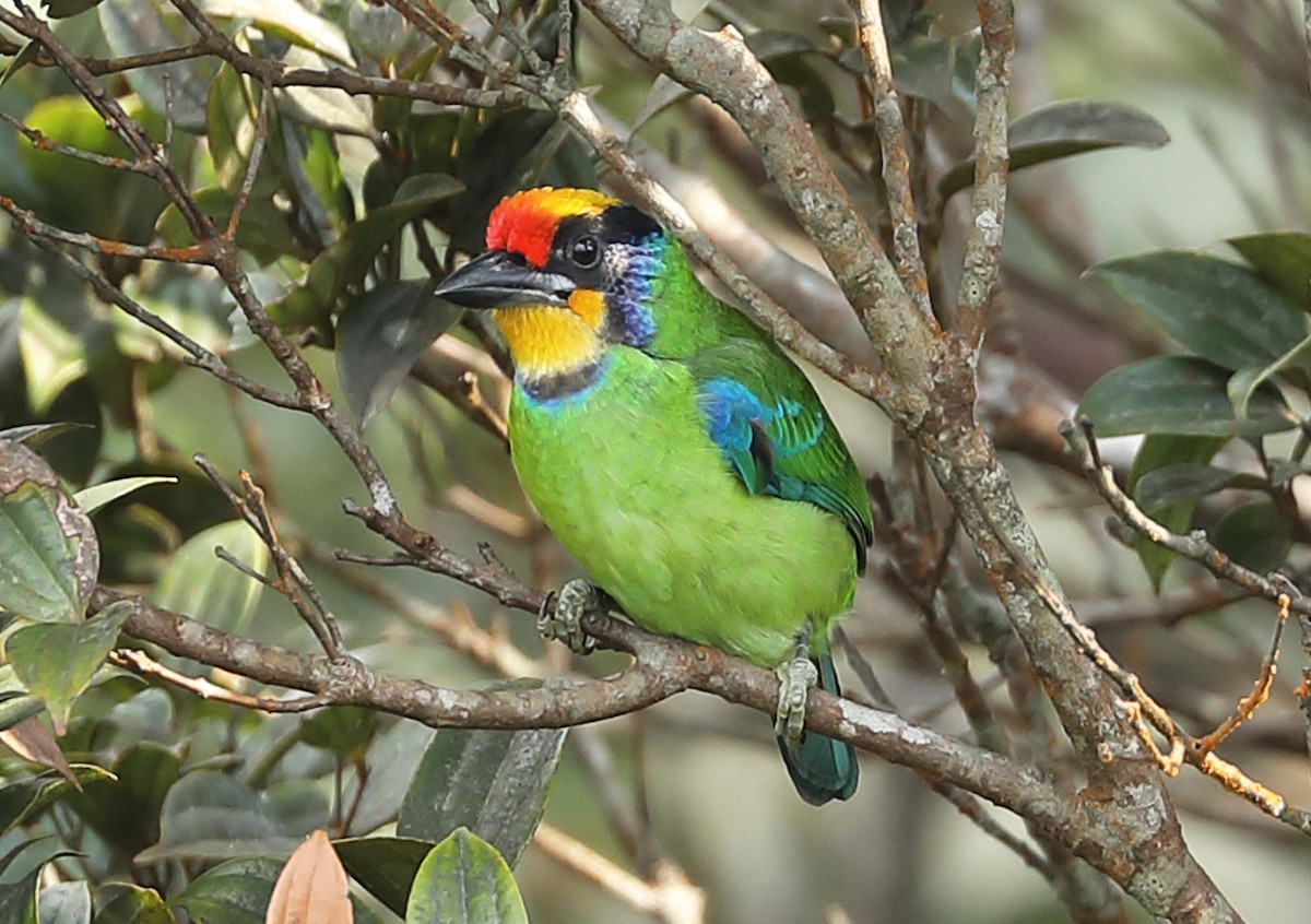 Necklaced Barbet - Ly Lan Le Do