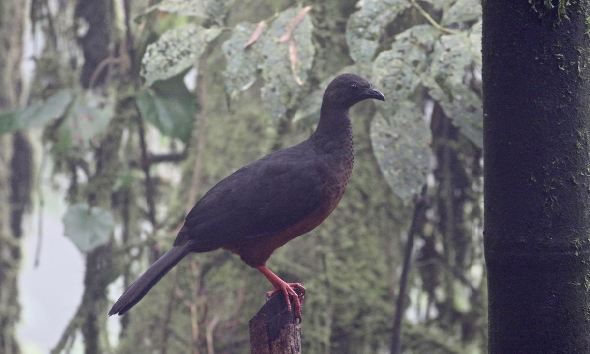 Sickle-winged Guan - ML157713841