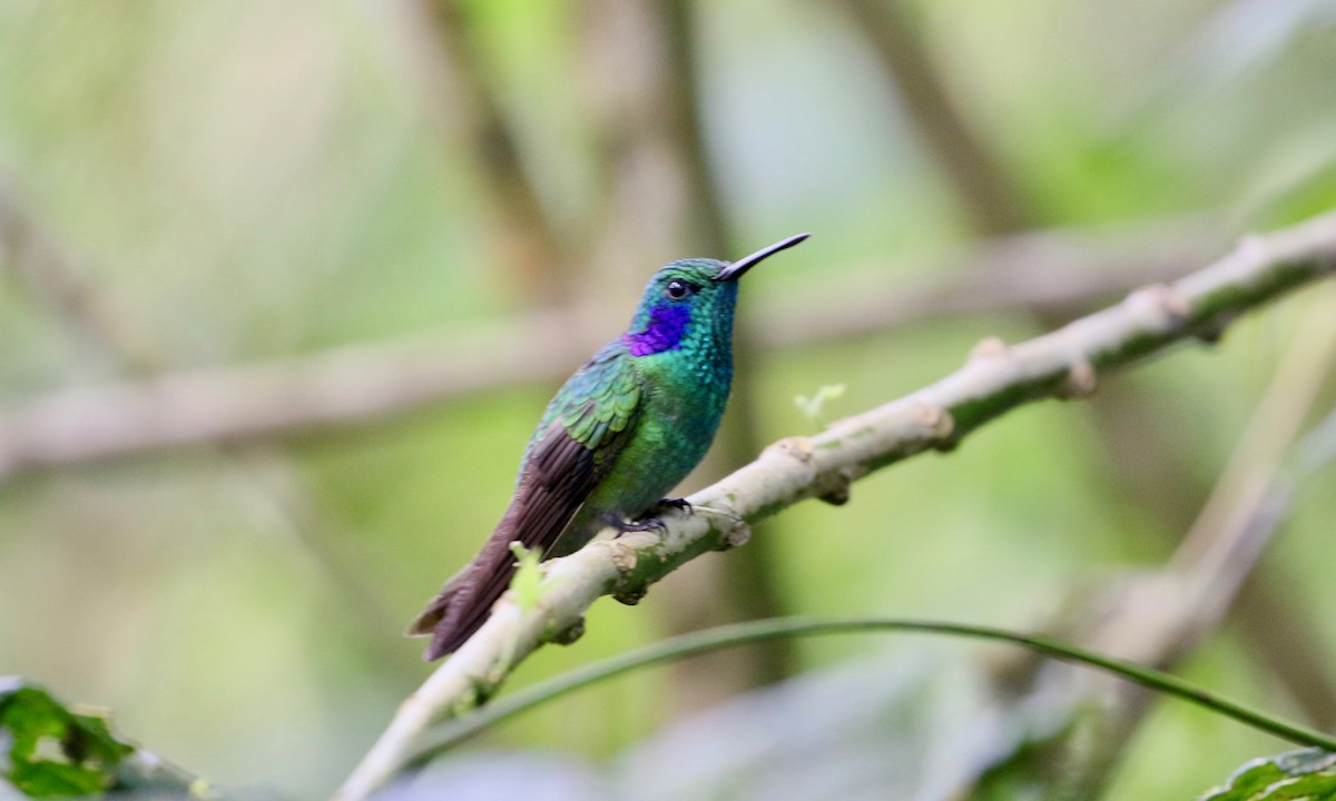 kolibřík modrouchý - ML157714111