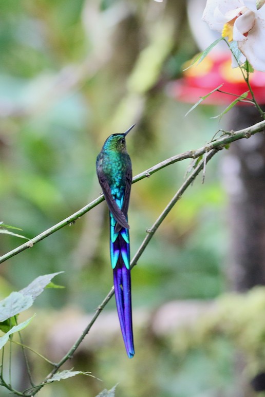Violet-tailed Sylph - ML157714141