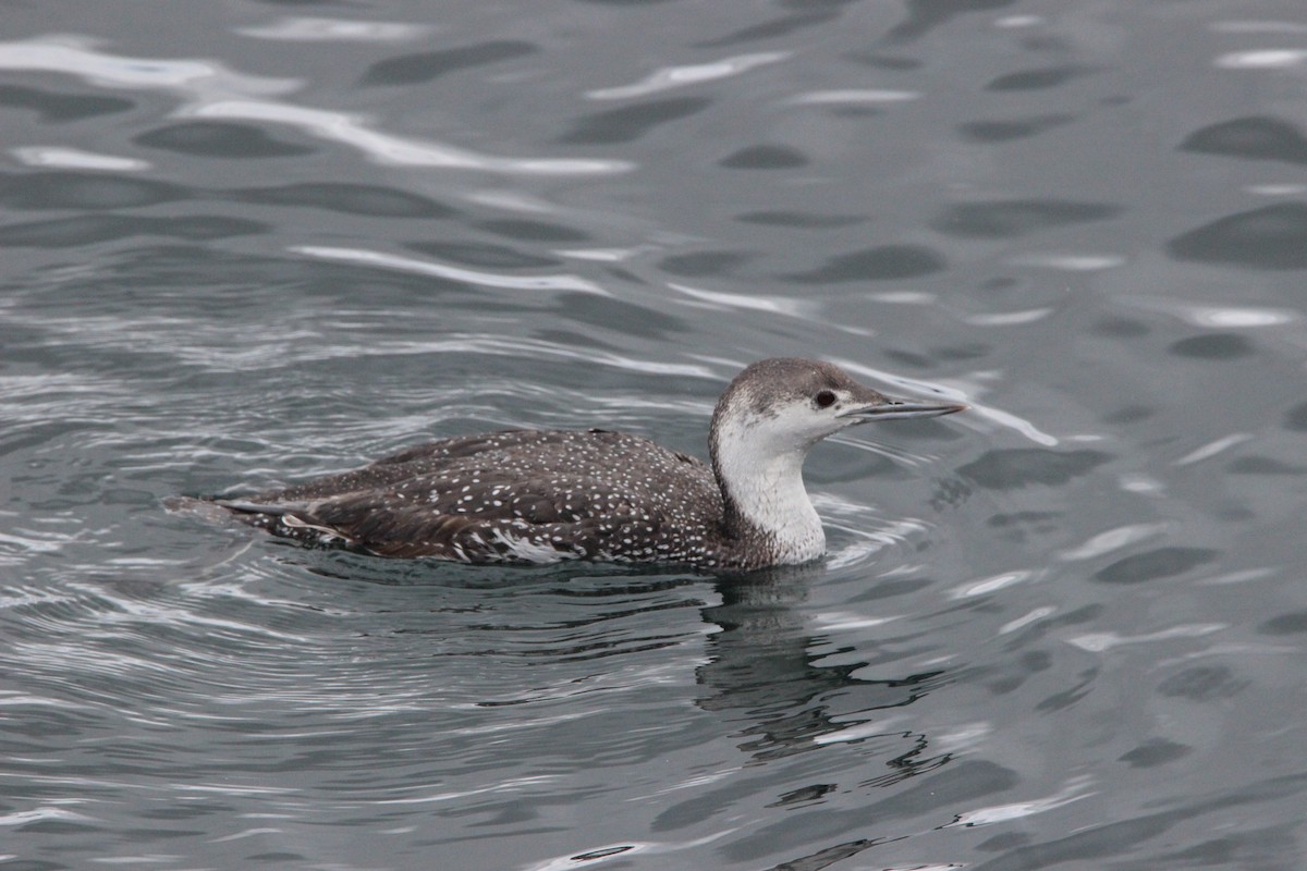 Red-throated Loon - Wesley Long