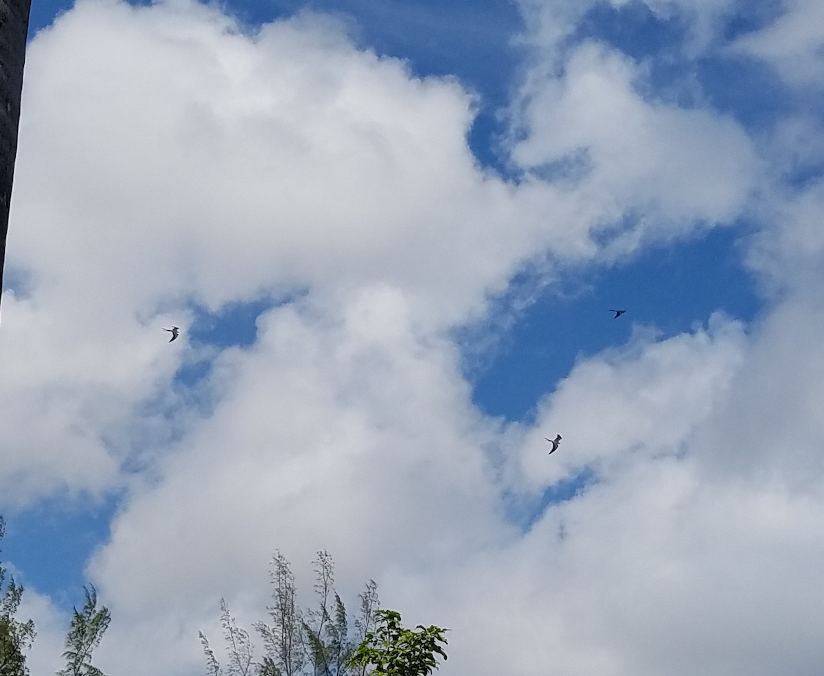 Swallow-tailed Kite - ML157723961