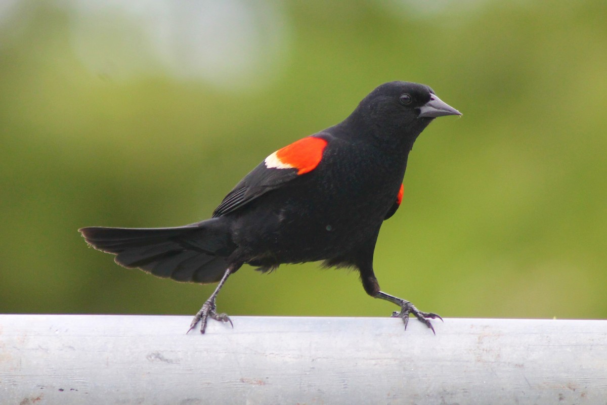 Red-winged Blackbird - David  Clark