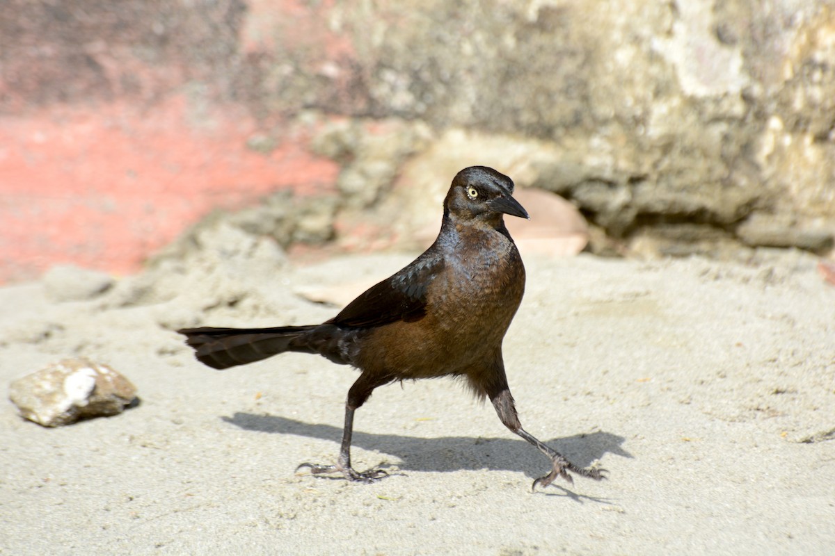 Great-tailed Grackle - ML157724951