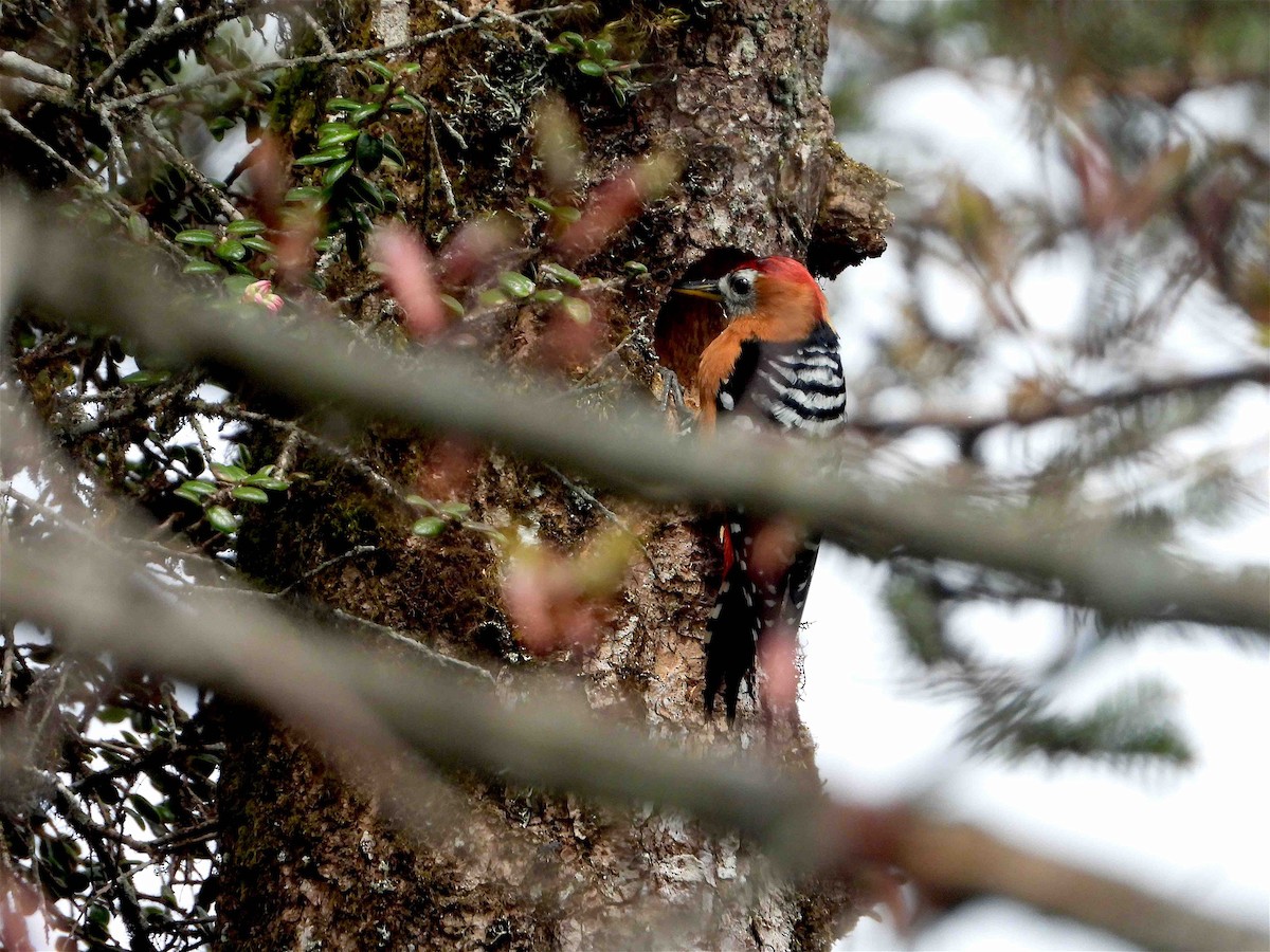 Rufous-bellied Woodpecker - Beena Menon