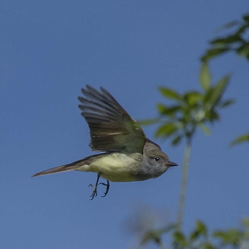 Great Crested Flycatcher - ML157727221