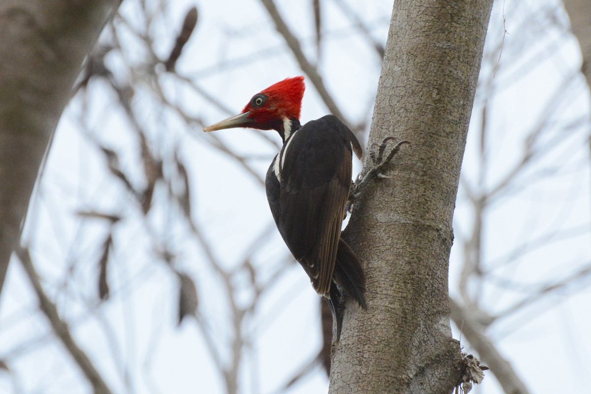 Pale-billed Woodpecker - ML157728381