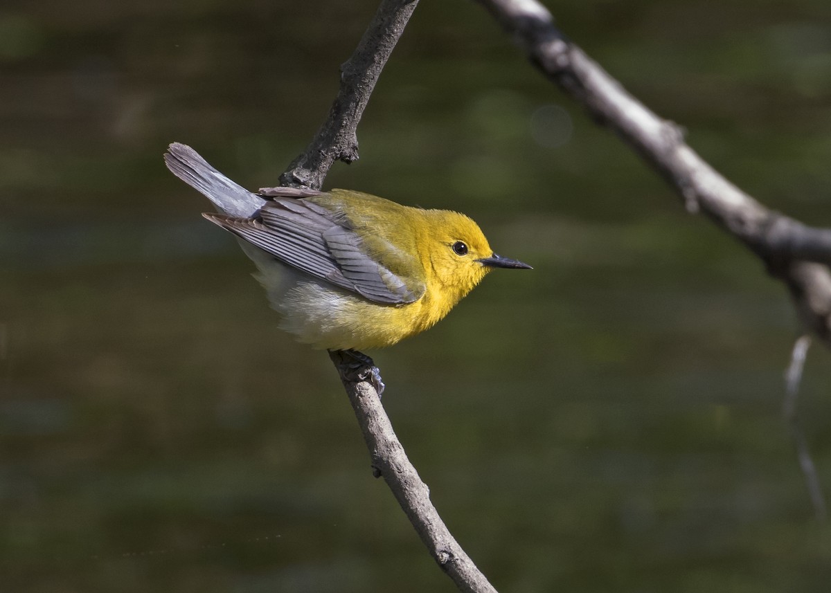 Prothonotary Warbler - Heather Wolf
