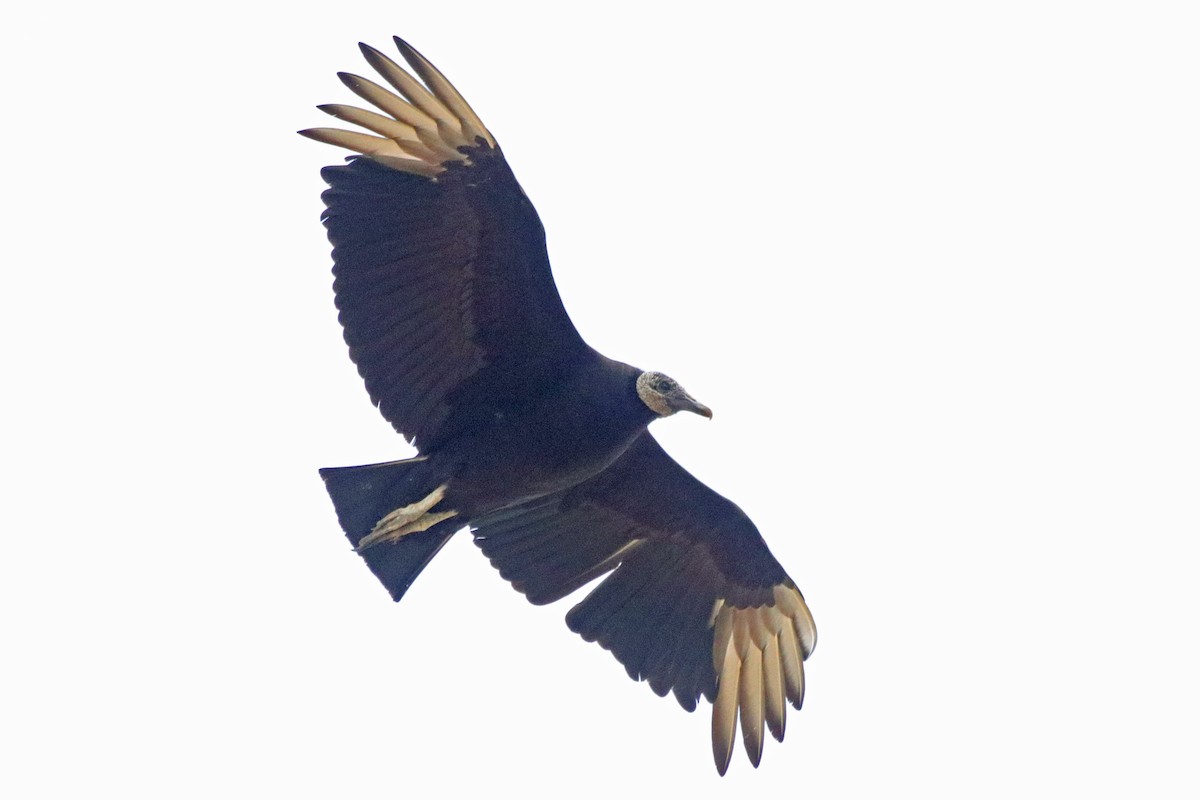 Black Vulture - ML157739071
