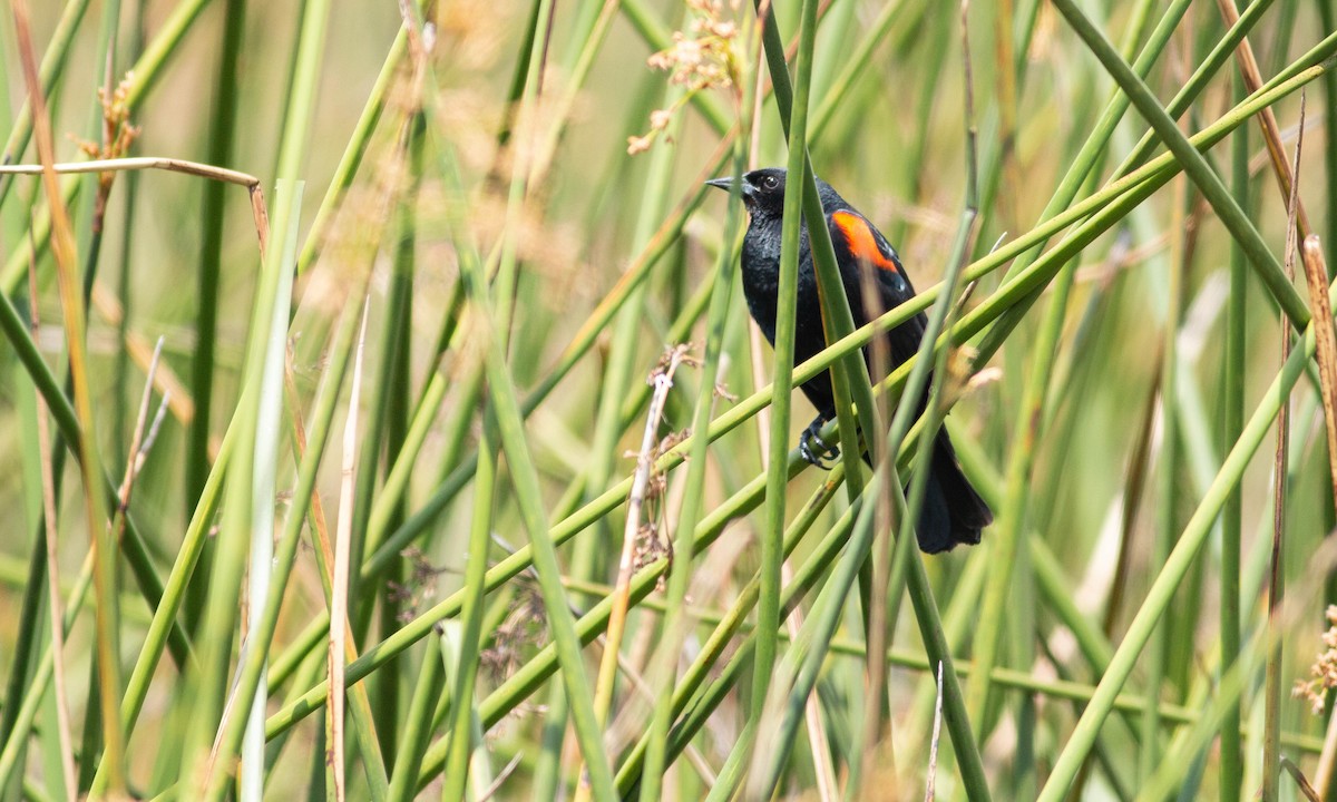 Red-winged Blackbird (California Bicolored) - Paul Fenwick