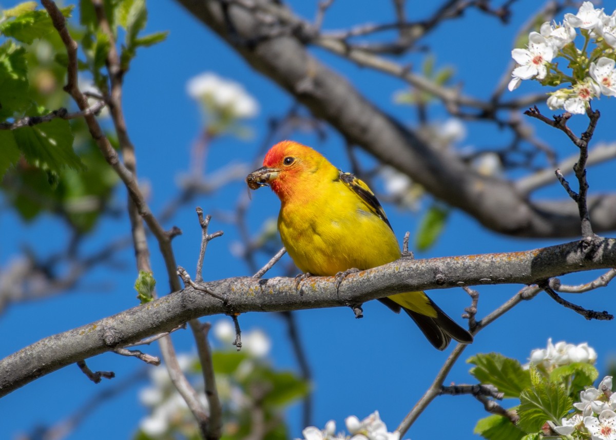 Western Tanager - Wendi Fisher