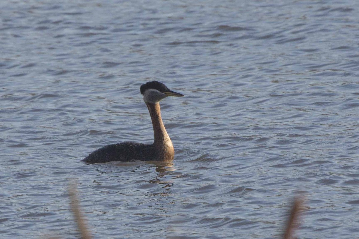Red-necked Grebe - ML157747291