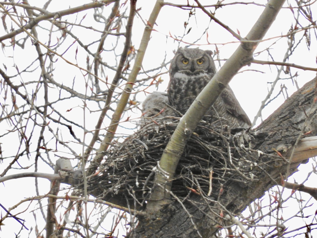 Great Horned Owl - ML157747581