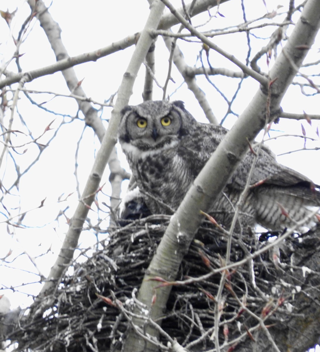 Great Horned Owl - ML157747631